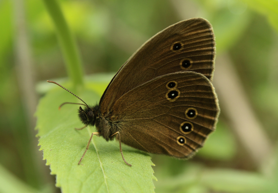Aphantopus hyperanthus - közönséges ökörszemlepke