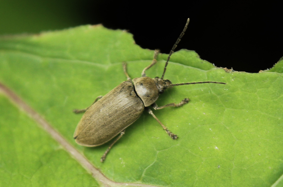 Dascillus cervinus - közönséges ernyősrétbogár