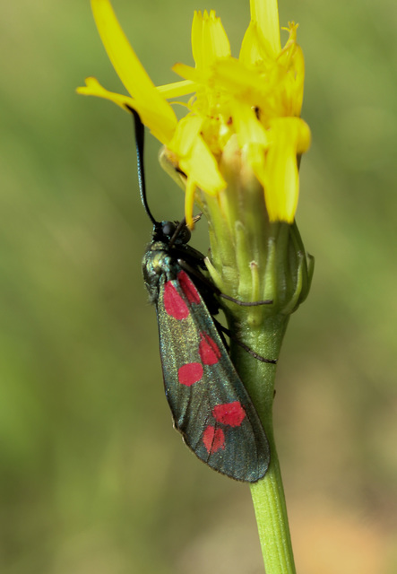 Zygaena filipendulae - acélszínű csüngőlepke