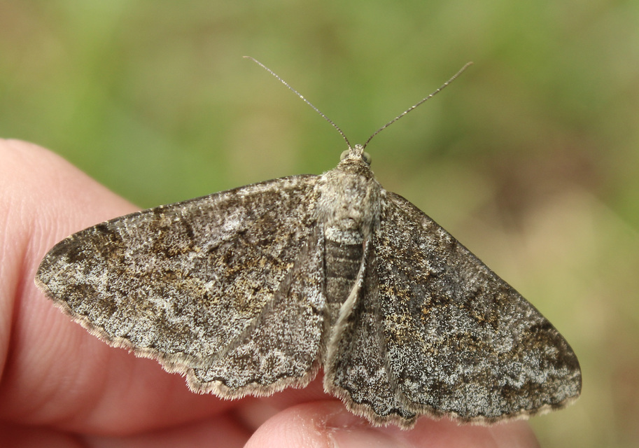 Alcis repandata - foltos faaraszoló Alcis repandata - foltos faaraszoló