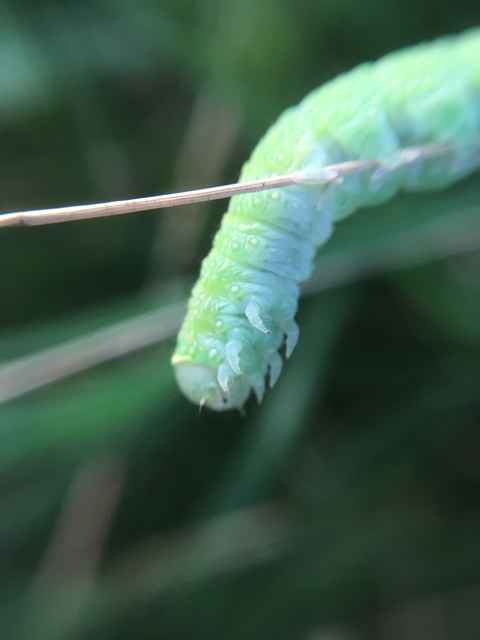 Pseudoips prasinana - bükkfa-zöldbagoly