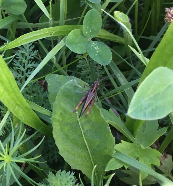 Omocestus rufipes - vöröshasú tarlósáska