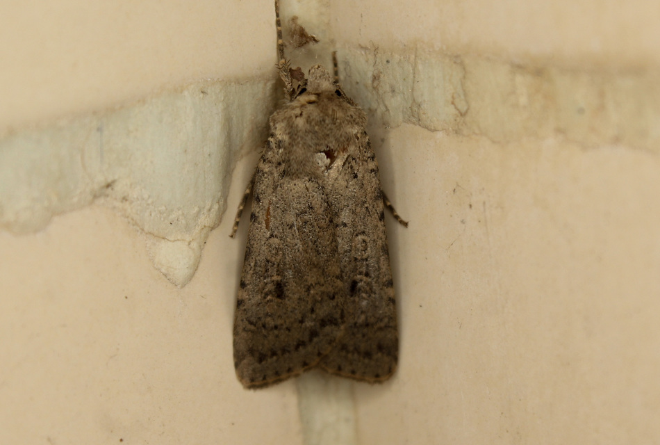 Rhyacia simulans - hamvas földibagoly