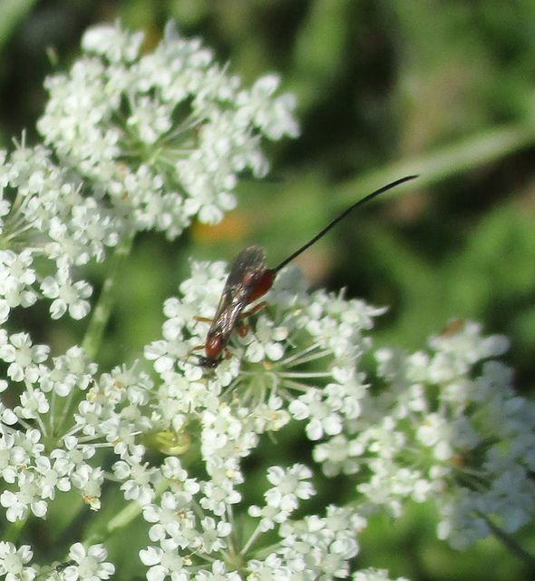 Braconidae - gyilkosfürkészek