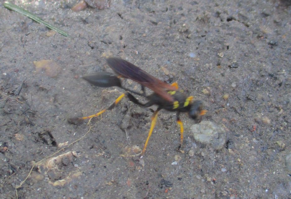 Sceliphron caementarium - feketenyelű lopódarázs
