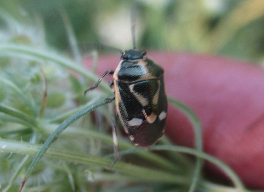Eurydema oleracea - paréjpoloska Eurydema oleracea - paréjpoloska