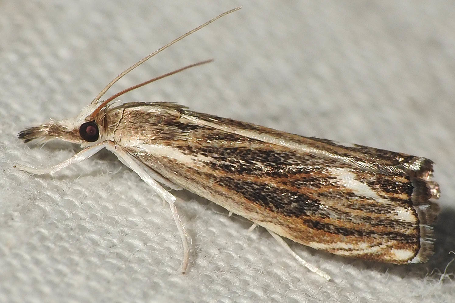 Catoptria verellus - kormos fűgyökérmoly
