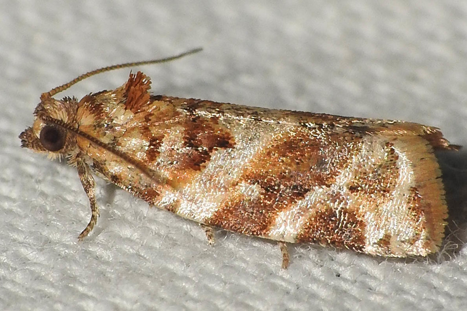 Argyrotaenia ljungiana - ékes sodrómoly