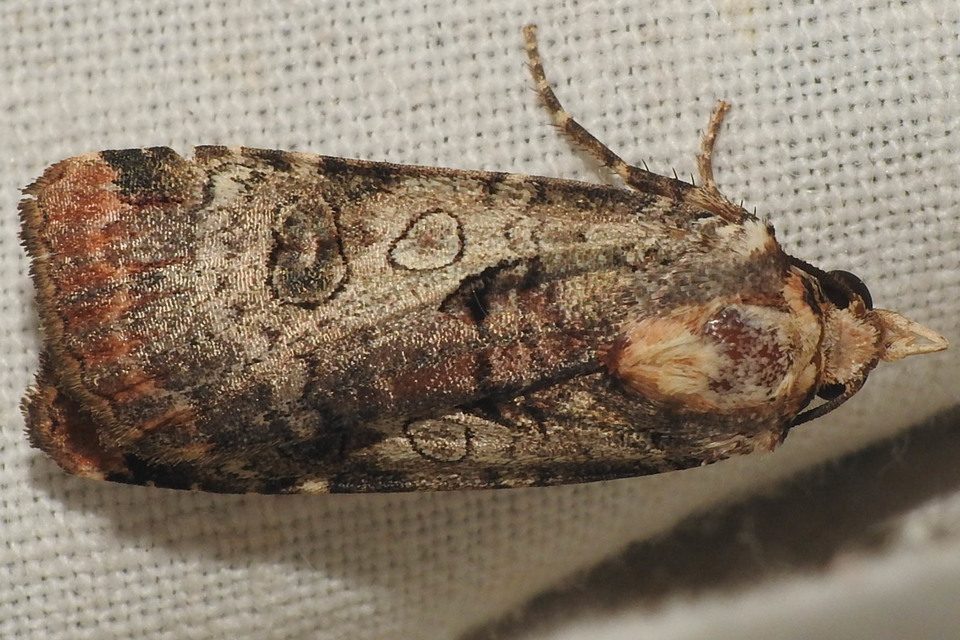 Epilecta linogrisea - karcsú sárgafűbagoly