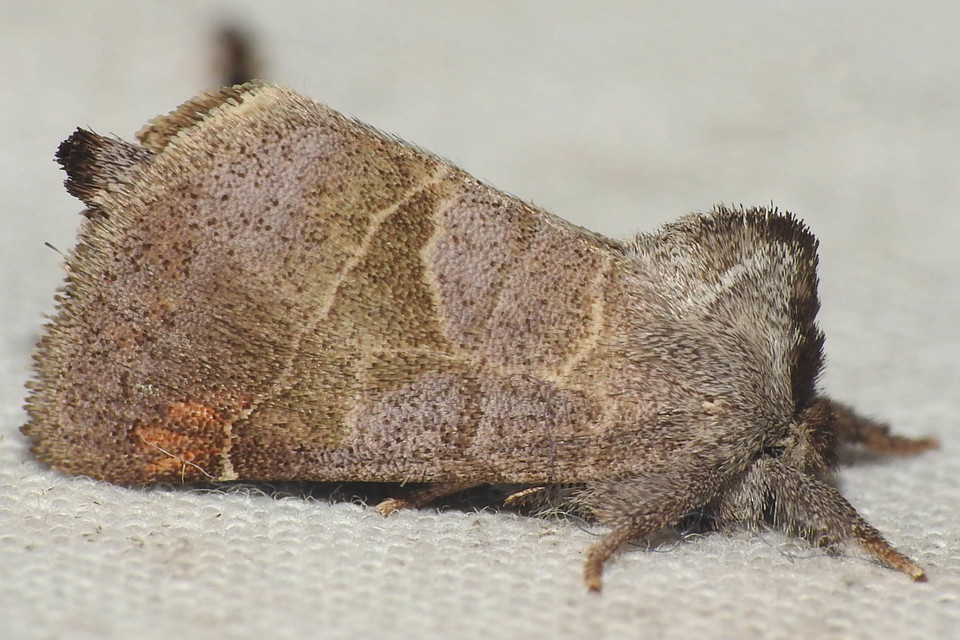Clostera pigra - apró levélszövő