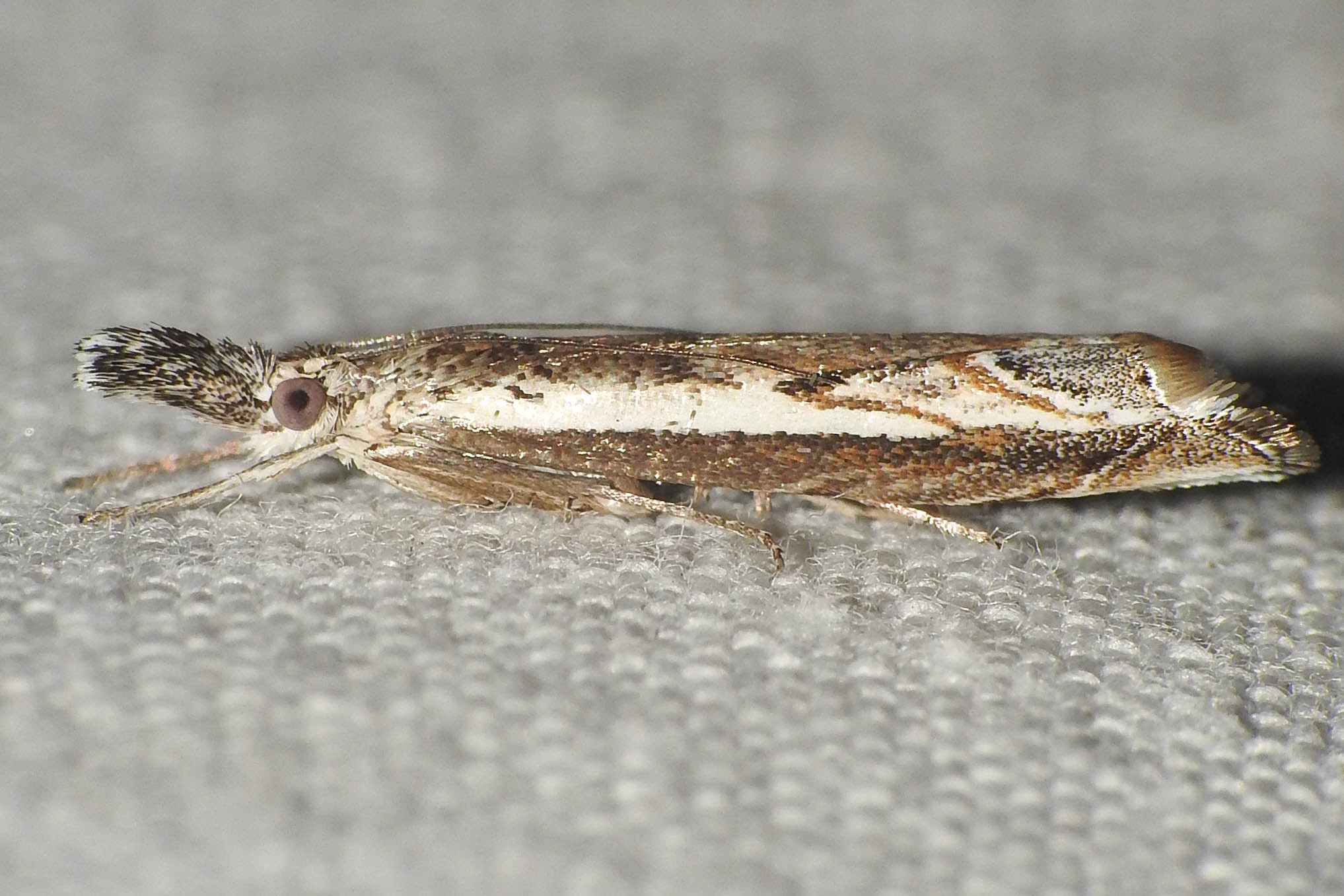 Platytes alpinella - moharágómoly