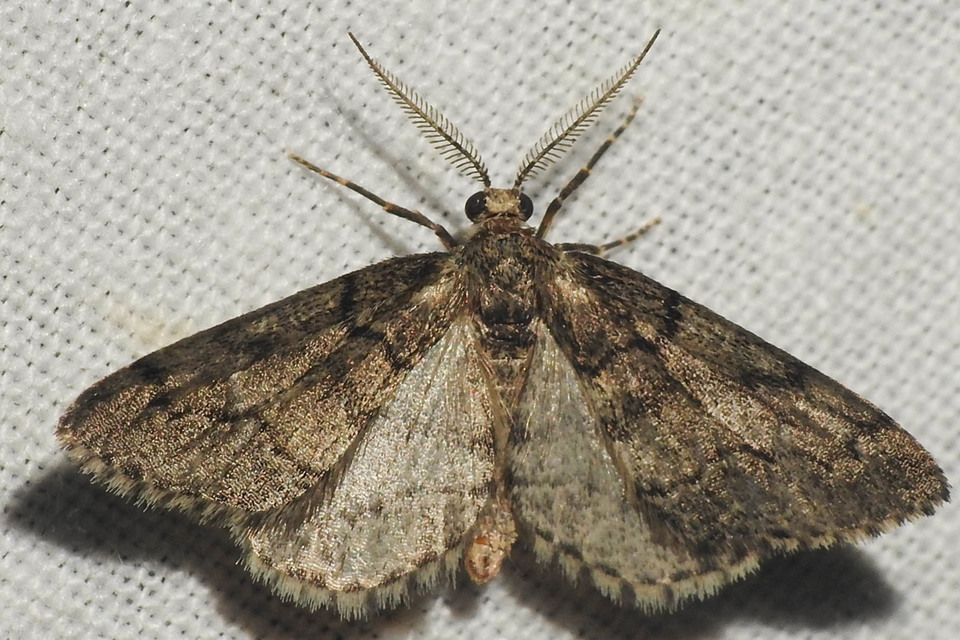 Tephronia sepiaria/Eumannia lepraria