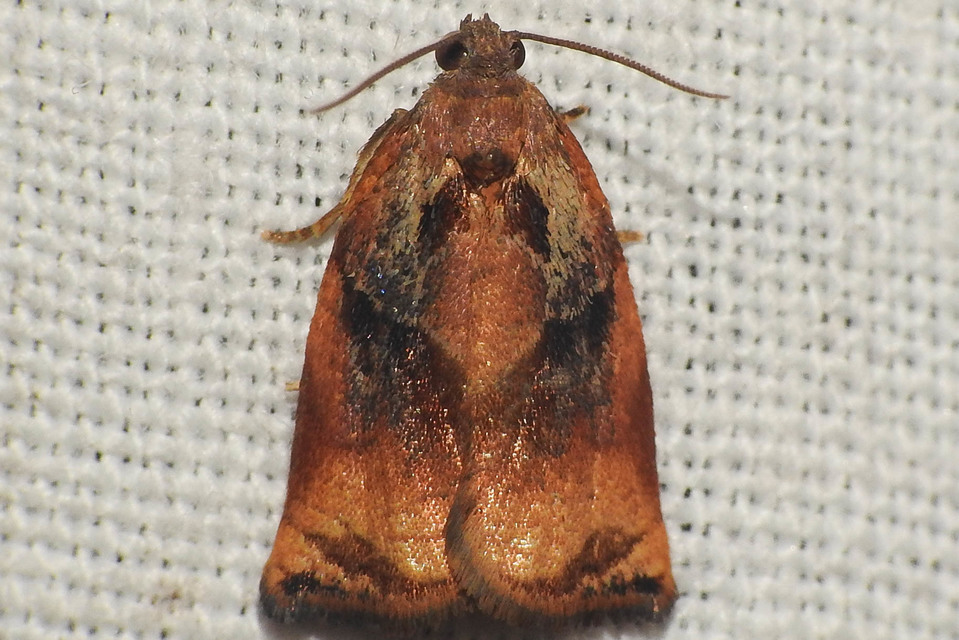 Archips podana - dudvarágó sodrómoly