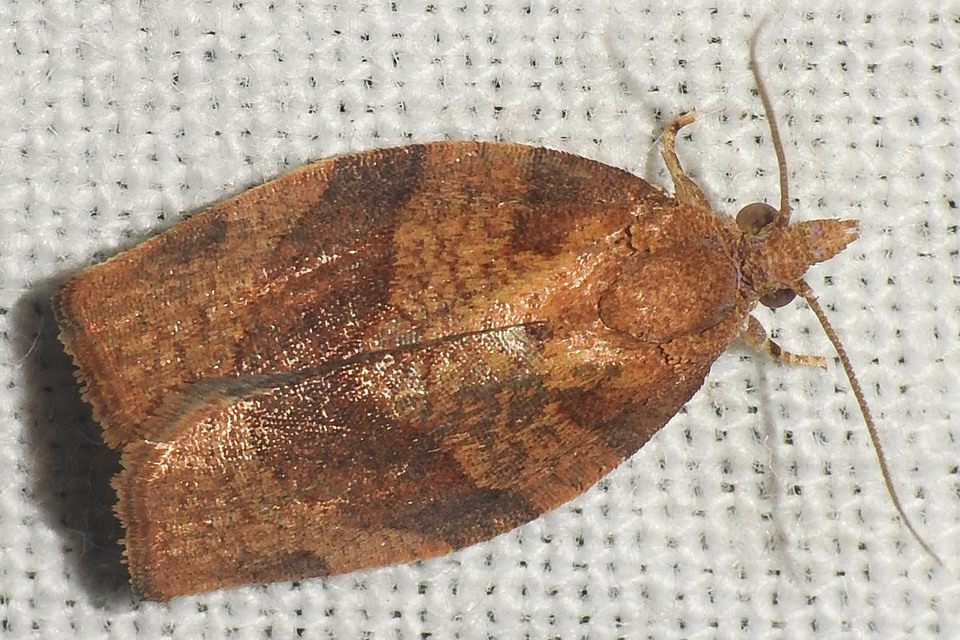 Pandemis