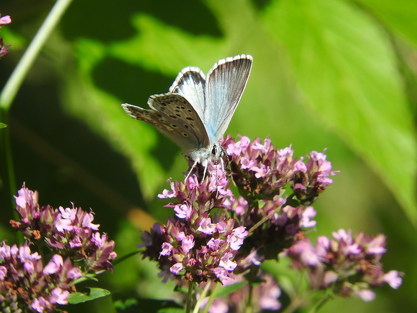 Polyommatus coridon - ezüstkék boglárka