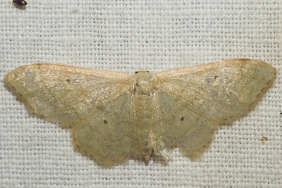 Idaea deversaria - egyszínű sávosaraszoló