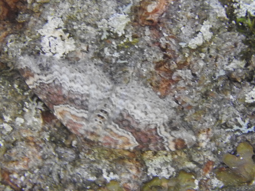 Xanthorhoe spadicearia - sávos tarkaaraszoló