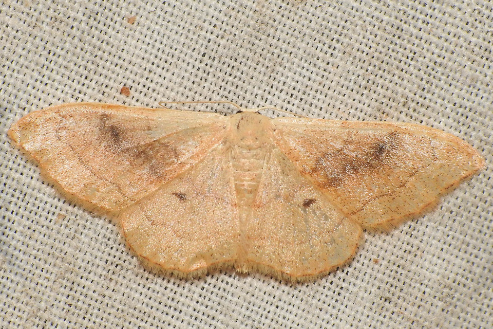 Idaea rubraria - vörössávos araszoló