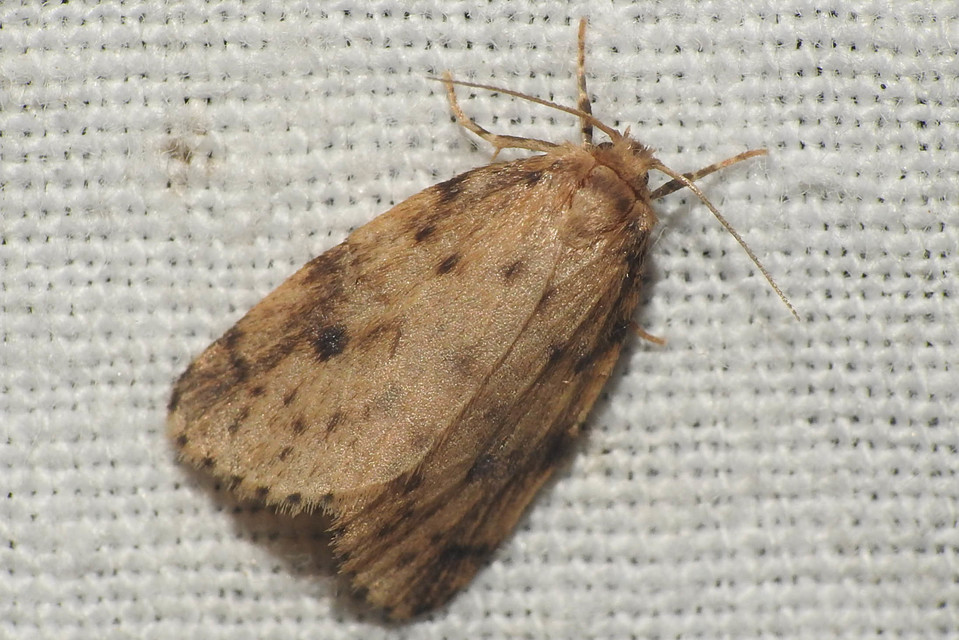 Thumata senex - mocsári medvelepke