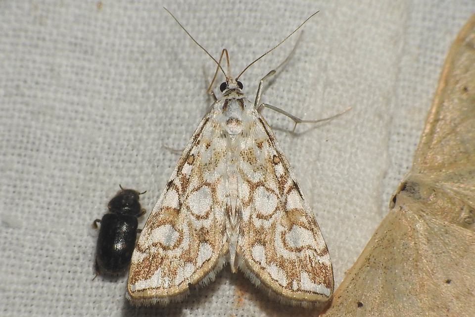 Elophila nymphaeata - tarka vízimoly