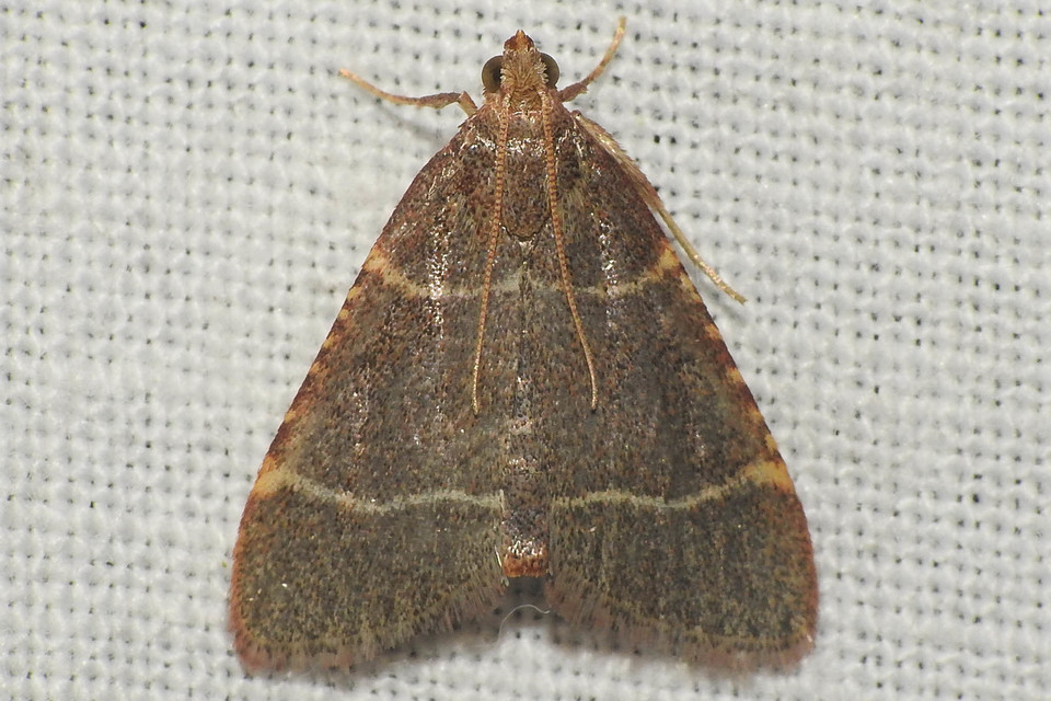 Hypsopygia glaucinalis - rezes fényilonca