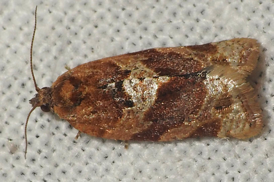 Argyrotaenia ljungiana - ékes sodrómoly