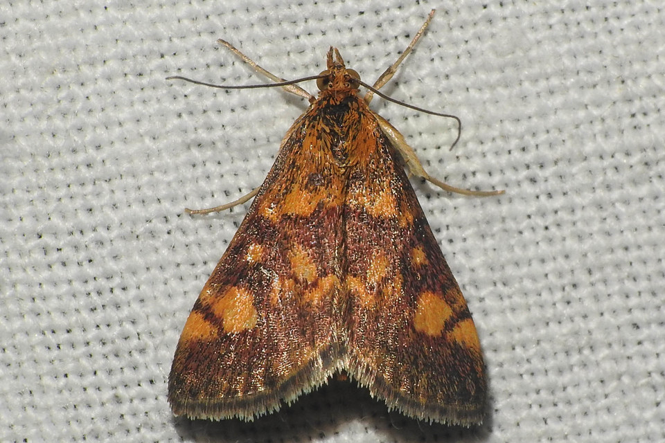 Pyrausta aurata - aranyló bíbormoly