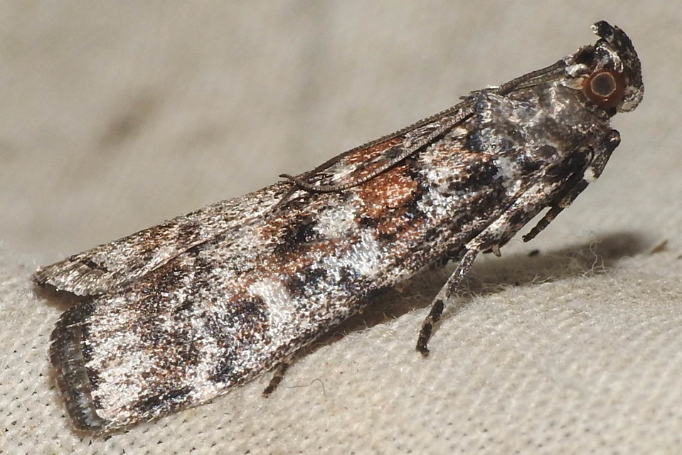 Dioryctria