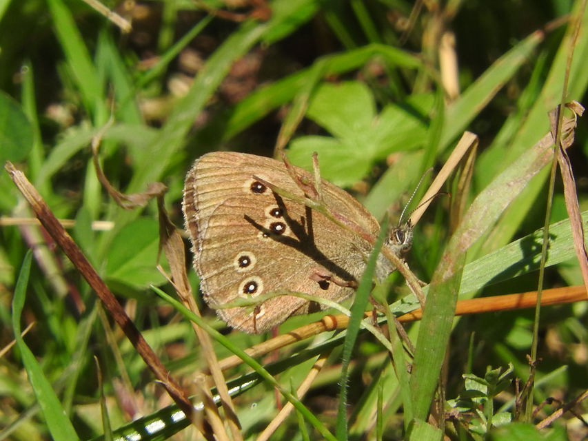 Aphantopus hyperanthus - közönséges ökörszemlepke