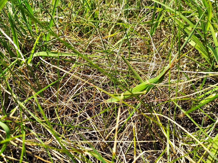 Acrida ungarica - sisakos sáska Acrida ungarica - sisakos sáska