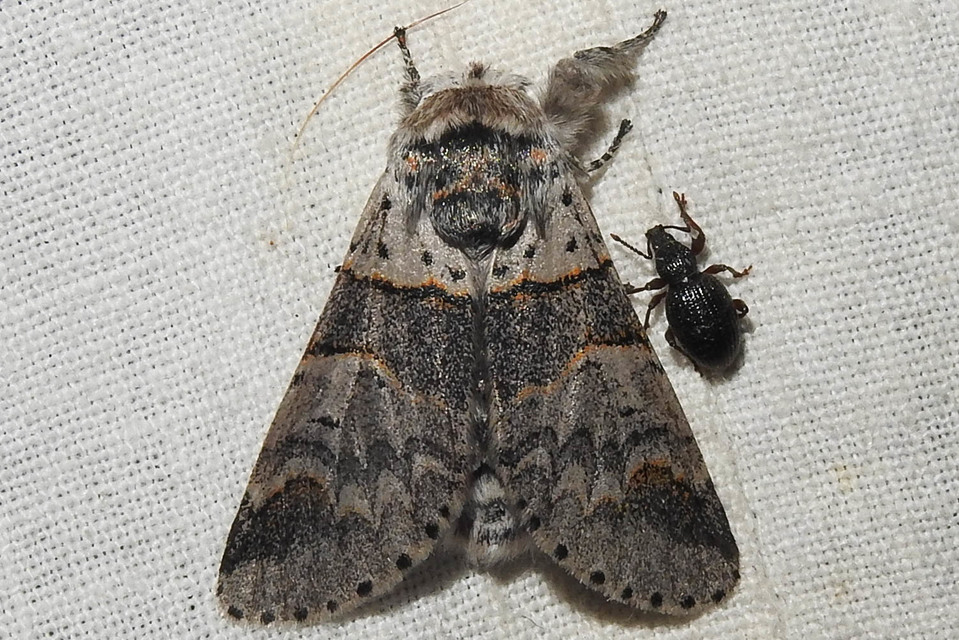 Furcula furcula - szürke púposszövő