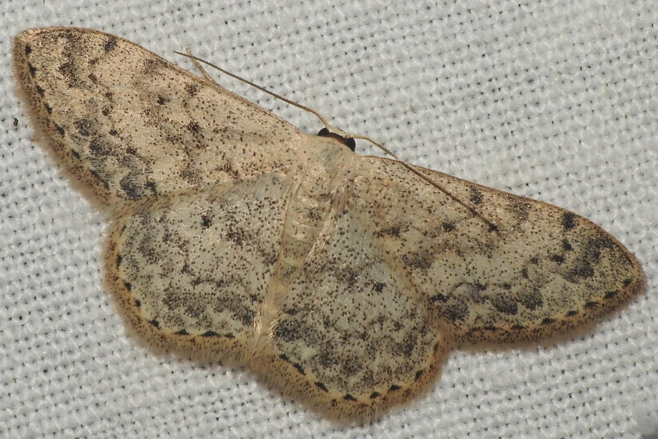 Scopula marginepunctata - pettyes sávosaraszoló