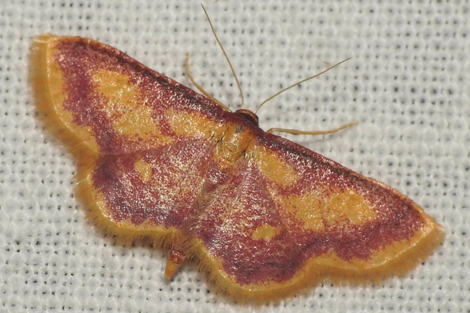 Idaea muricata - mocsári pirosaraszoló