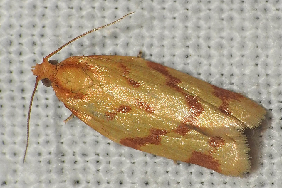 Clepsis pallidana - aranysárga sodrómoly