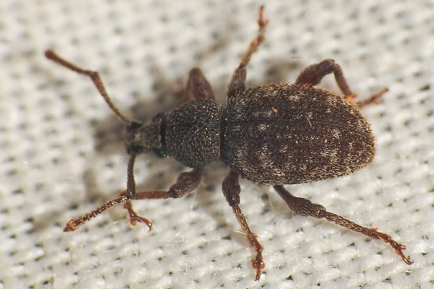 Otiorhynchus hystrix - sörtés gyalogormányos