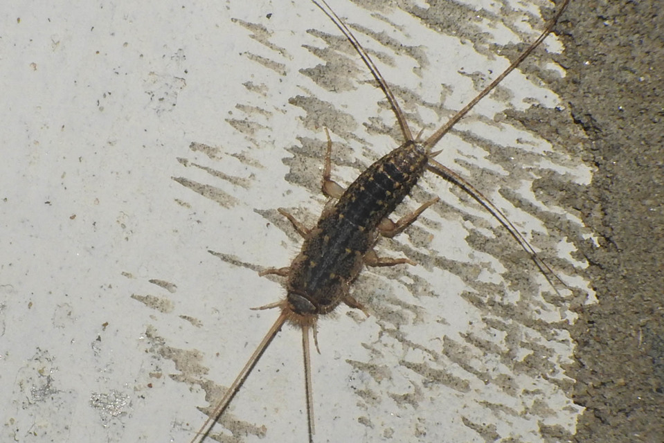 Ctenolepisma lineatum - sávos ősrovar