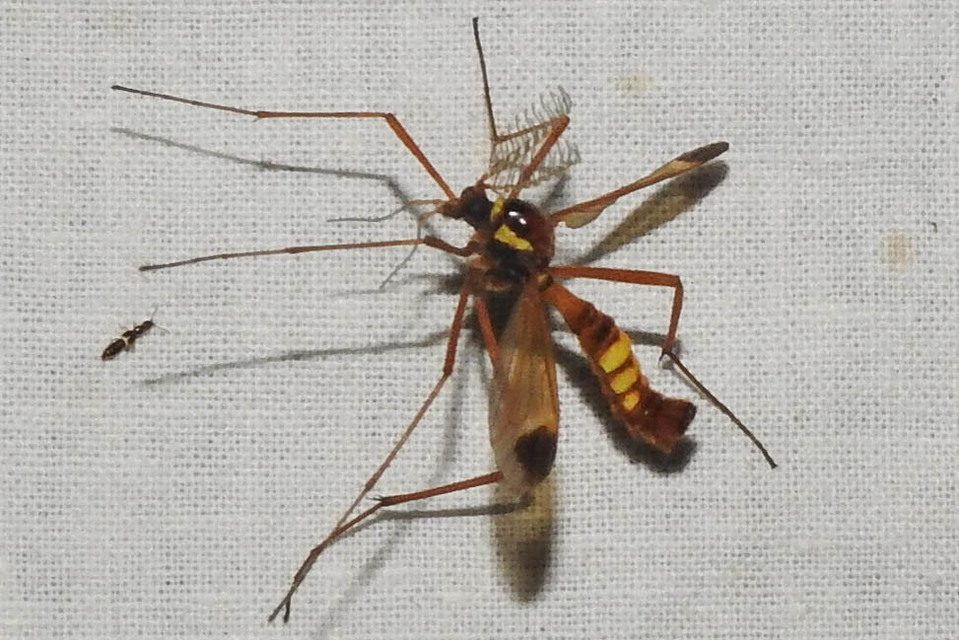 Ctenophora ornata - sárga fésűsszúnyog