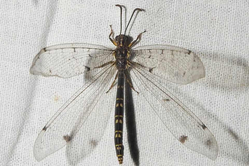 Distoleon tetragrammicus - négyfoltos hangyaleső