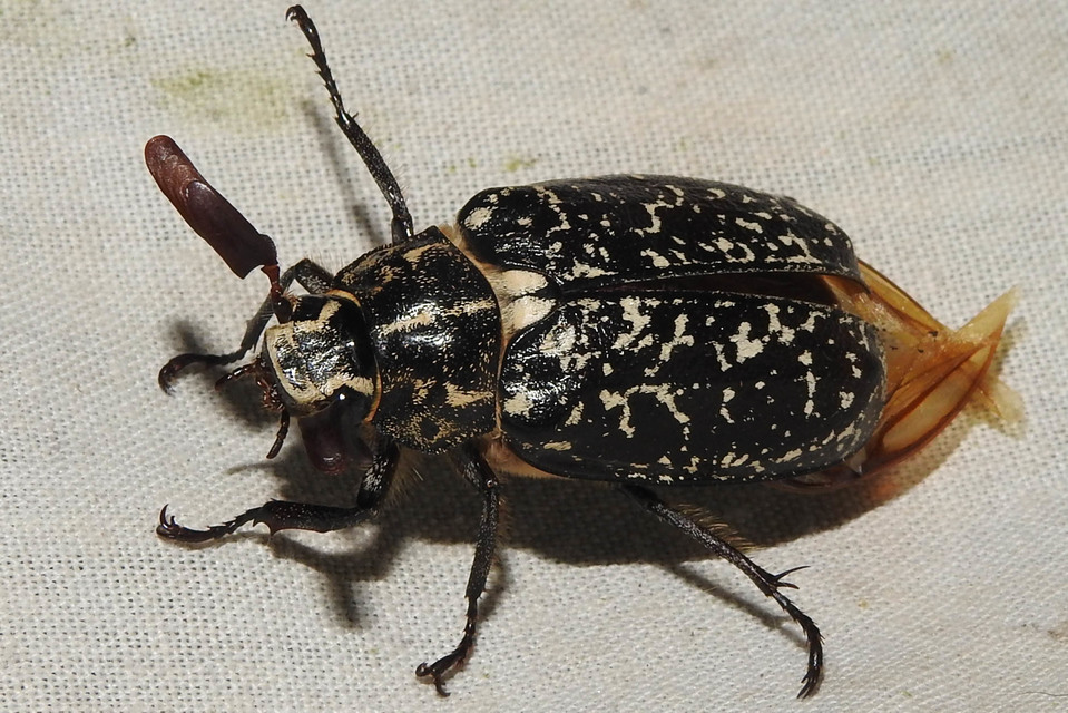 Polyphylla fullo - csapó cserebogár