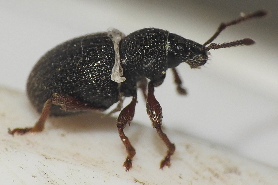 Otiorhynchus ovatus - apró gyalogormányos