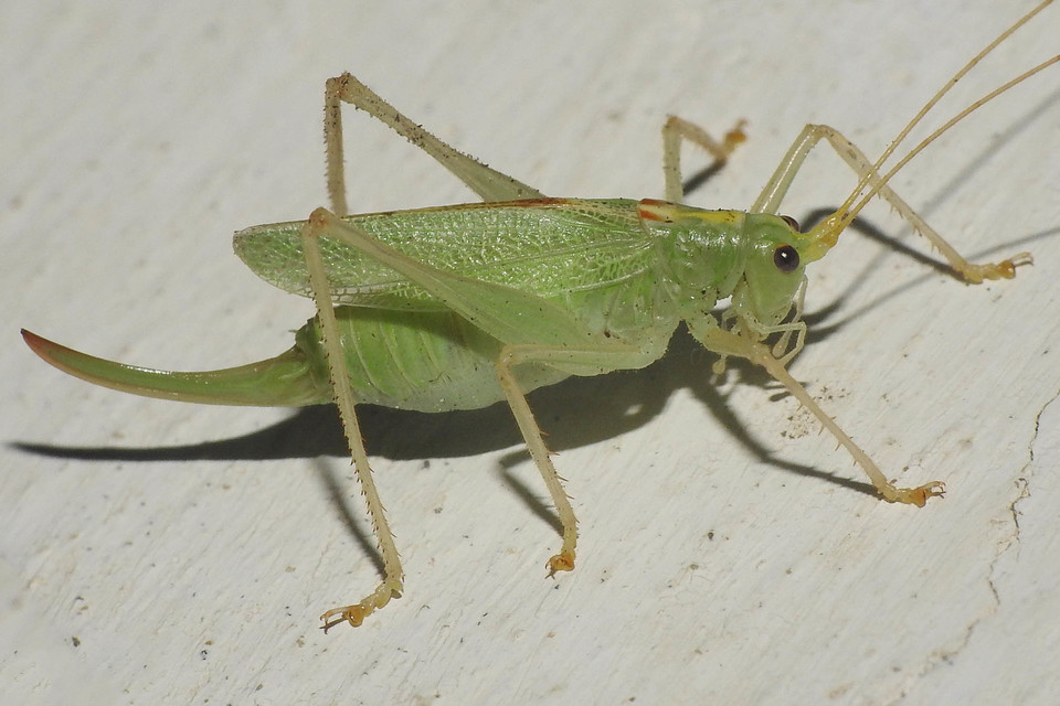 Meconema thalassinum - közönséges dobolószöcske
