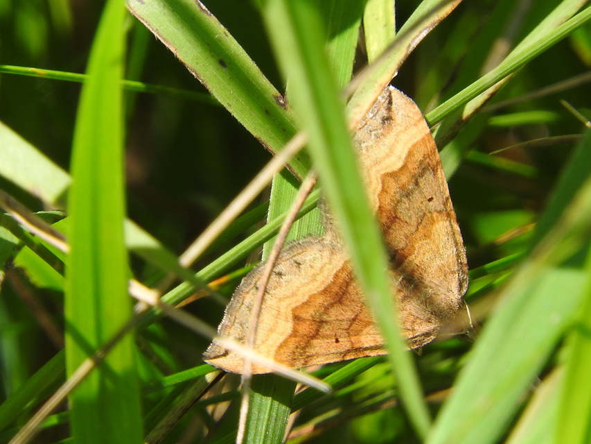 Scotopteryx chenopodiata - libatop-araszoló