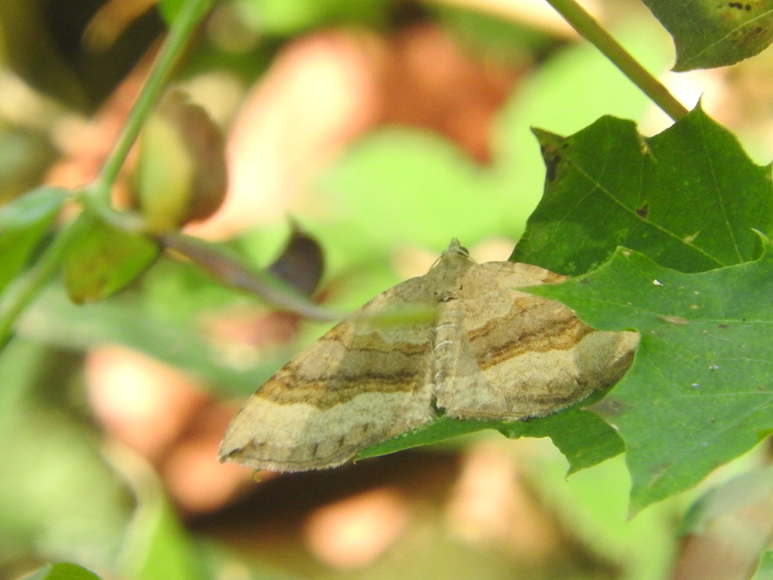 Scotopteryx chenopodiata - libatop-araszoló
