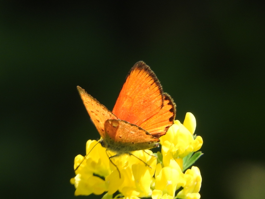 Lycaena virgaureae - arany-tűzlepke