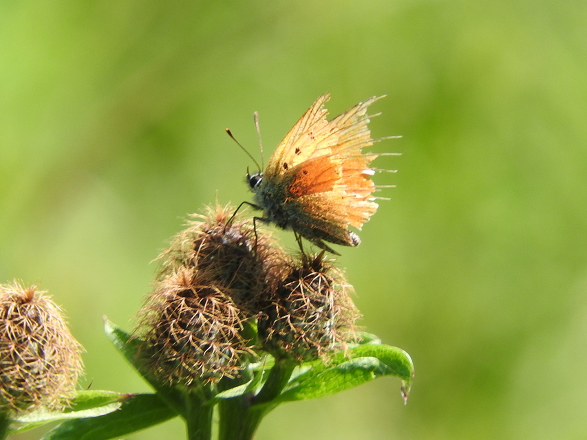 Lycaena virgaureae - arany-tűzlepke