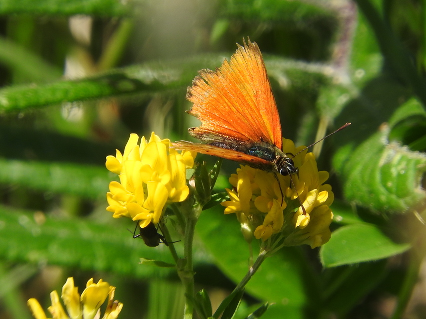 Lycaena virgaureae - arany-tűzlepke
