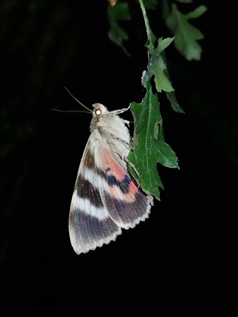 Catocala nupta - piros övesbagoly