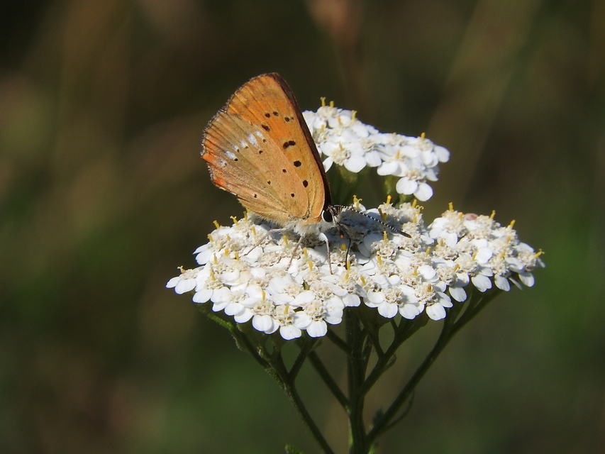 Lycaena virgaureae - arany-tűzlepke