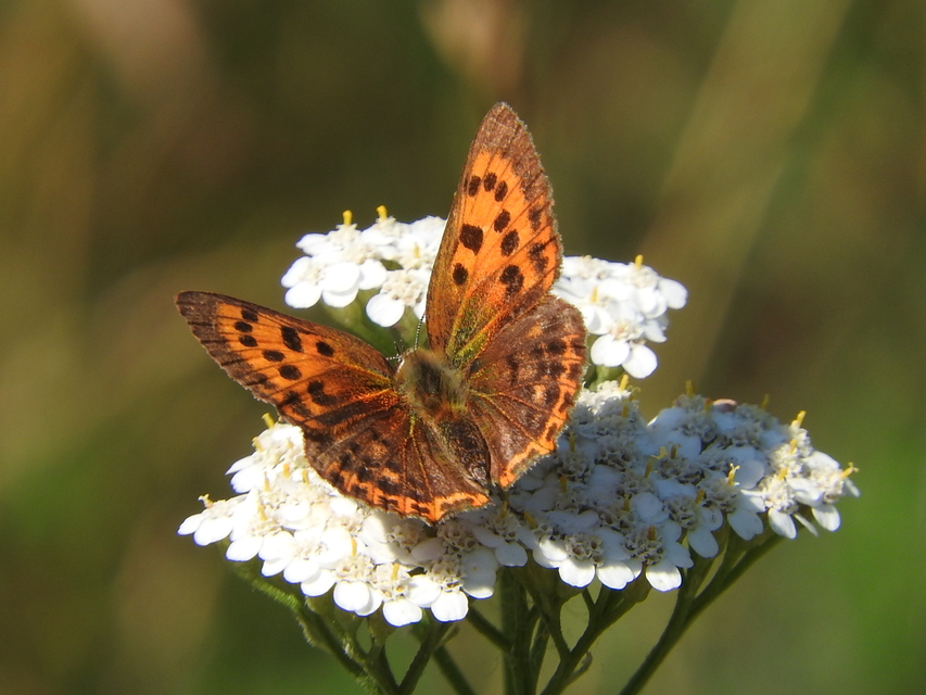 Lycaena virgaureae - arany-tűzlepke