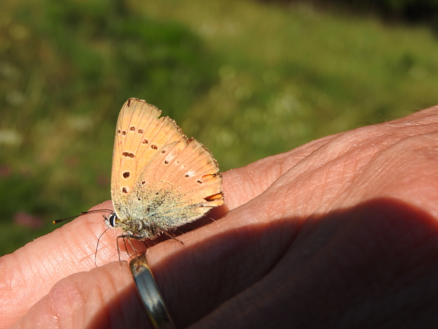 Lycaena virgaureae - arany-tűzlepke